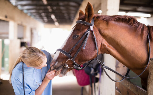 Equine Law – Inspection Prior to Purchasing a Horse