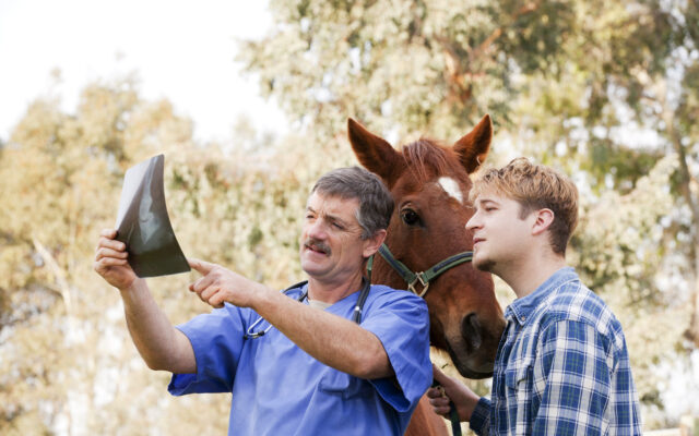 Hästjuridik – Vilka åtgärder ska vidtas när hästköpet inte blev som förväntat?